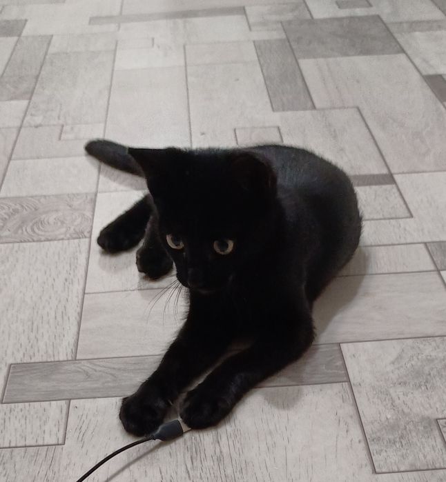 Котенок, 5 месяцев, мальчик!