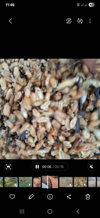 Mokri bugdoy sifati yahshi donli barcha turdagi chorva mollari uchun