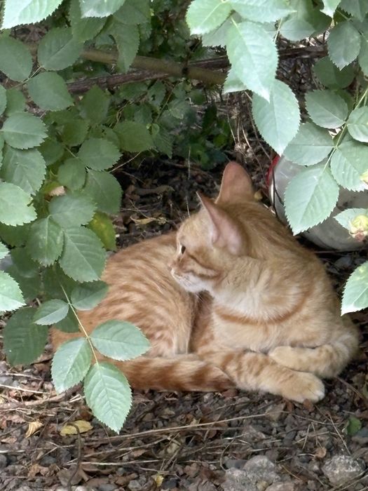 Рыжий котик ищет семью