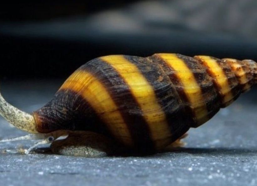 Asasini melci. Omora melcii comunitari