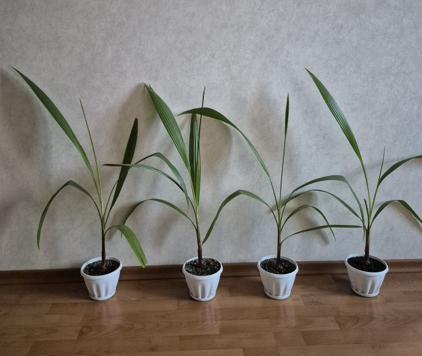 Пальма Вашингтония из Турции