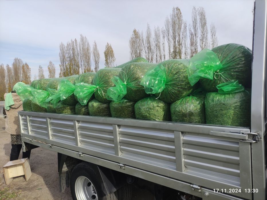 Алыппен және вьетнамдық әйелмен порно