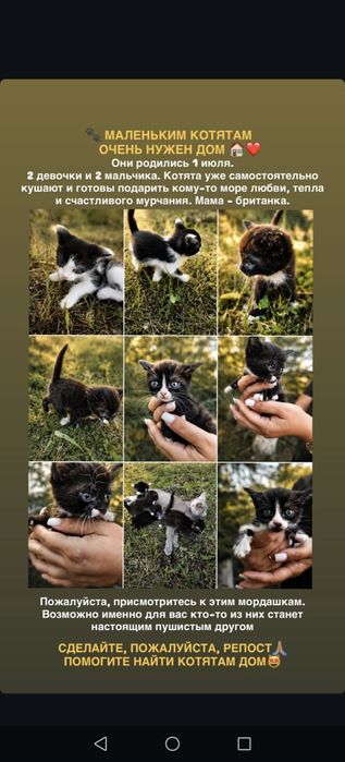 Отдаю котят в добрые руки