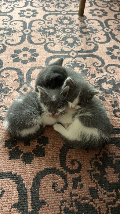 Милые котята 2 девочки и 1 мальчик( пятнистый)