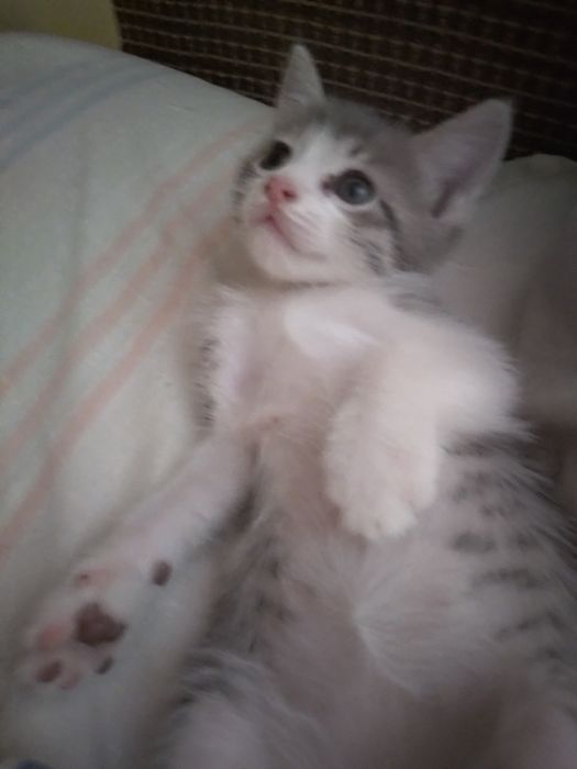 Милашка котёнок.