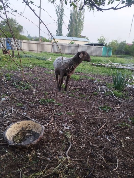 Екі қысыр қой сатылады