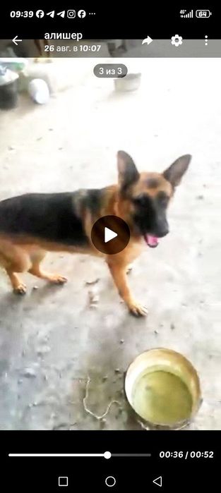 Чистокровный немецкая овчарка