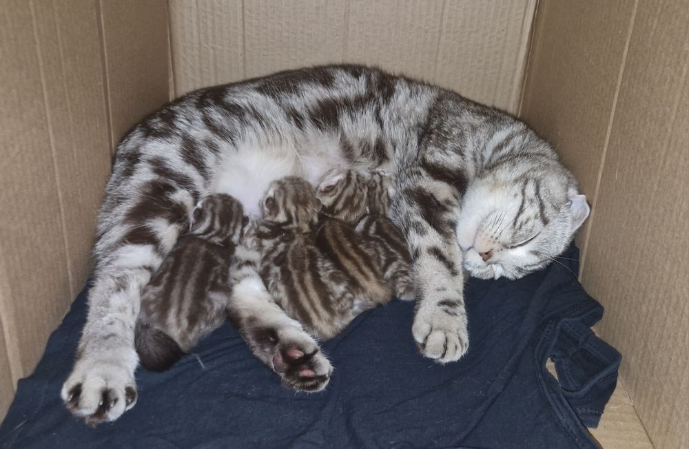 Шотландские котята