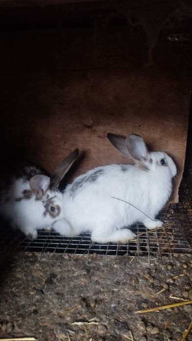 Продаются кролики