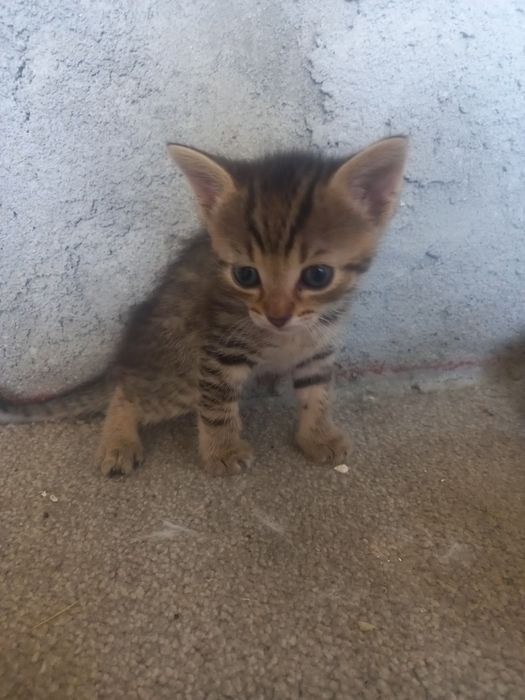 adopții de pisoiași micuți pt personele iubitoare de animale