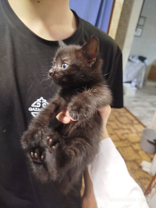 Продаю двух котят