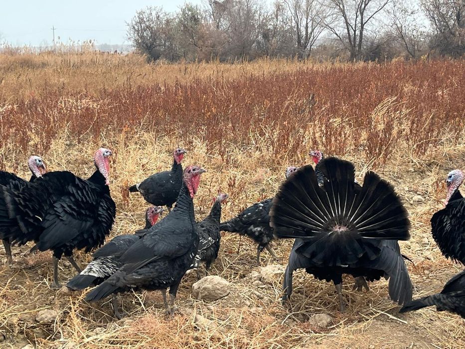 Үндік сатылады..