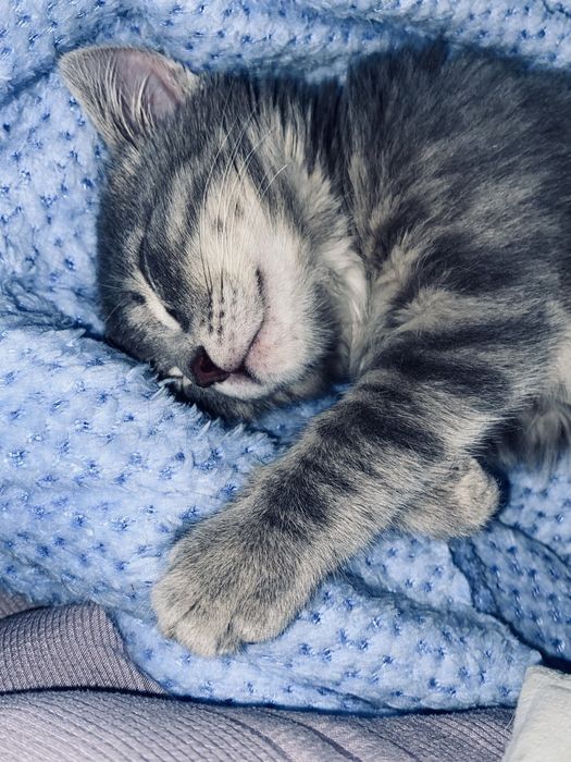 Котята бесплатно