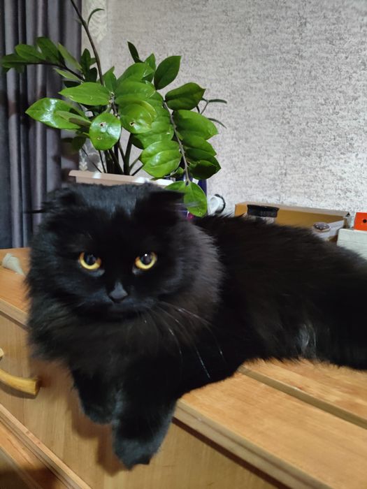 Шотландская вислоухая кошка