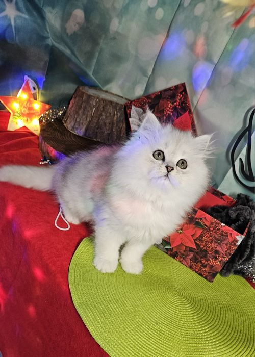 Британски дългокосмести котенца