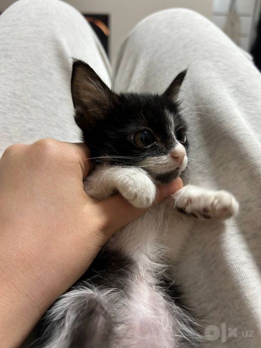 Очень милый котенок