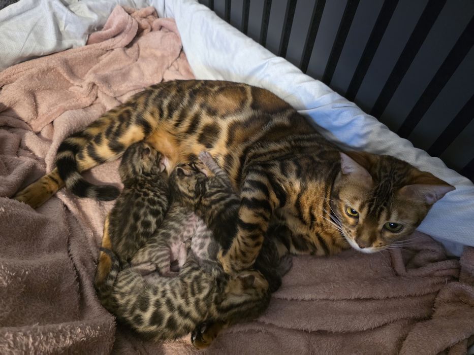 Pui de pisică rasa Bengal- leoparzi in miniatură din părințicupedigree