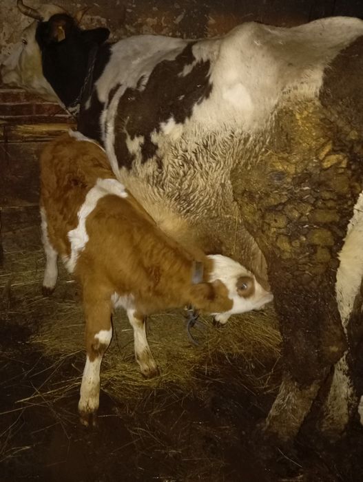 Vând vacă cu vitel