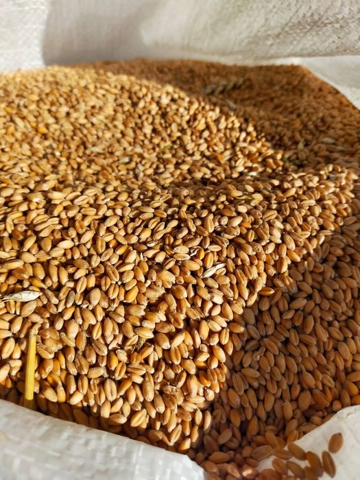 Grâu de panificație