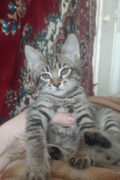 Котята в заботливые руки