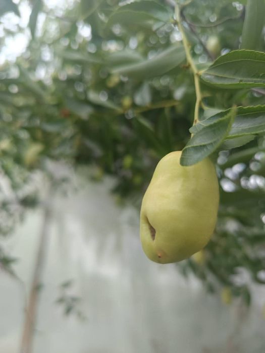 Дръвчета хинап сортове ли и ланг