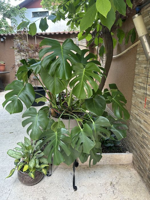 Monstera deliciosa