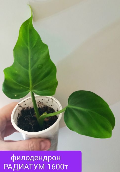 Цветок 2000тенге