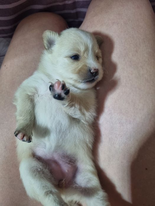 Шпиц померанский