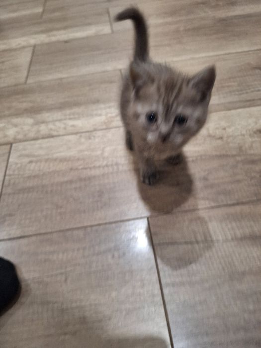 Продаем Кот породистый