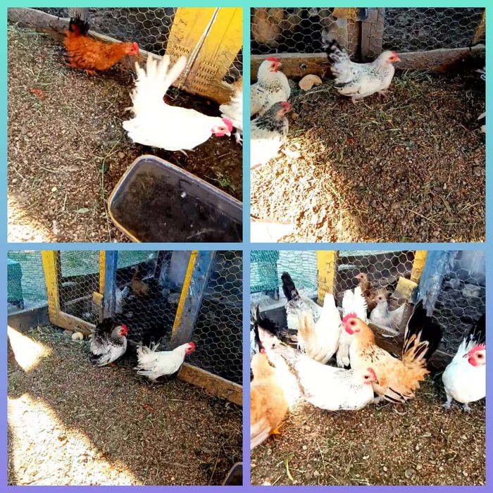 Cocoșei chabo tineri originali