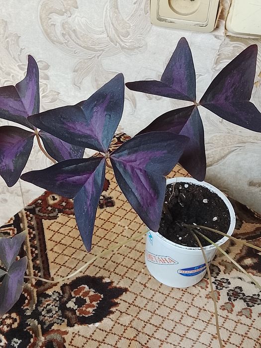 Продам комнатные растения