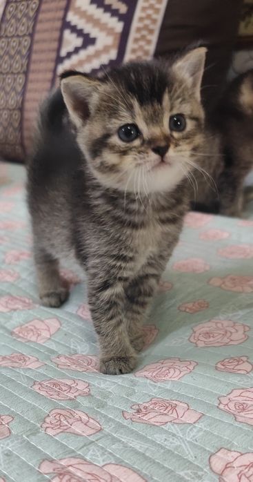 Котик породы Абессинец