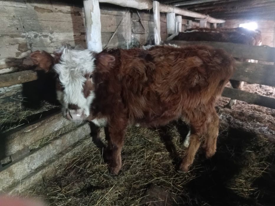 Продам тайынша 1.5 годик