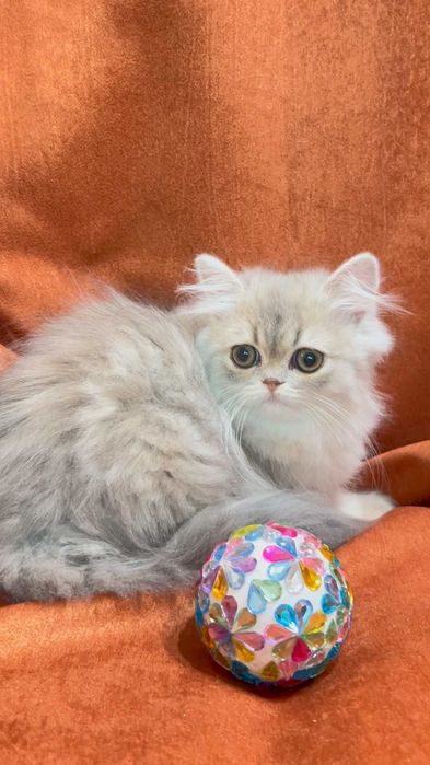 pisica persana chinchilla cu pedigree