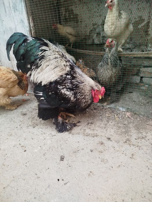 Toza Brama tovuq va xoʻroz zoti toza
