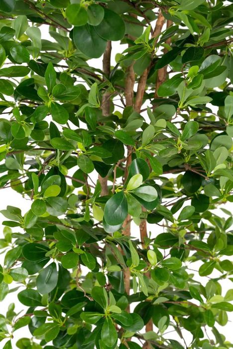 Planta artificiala Copac artificial H180cm Ficus orient cu 3780 frunze