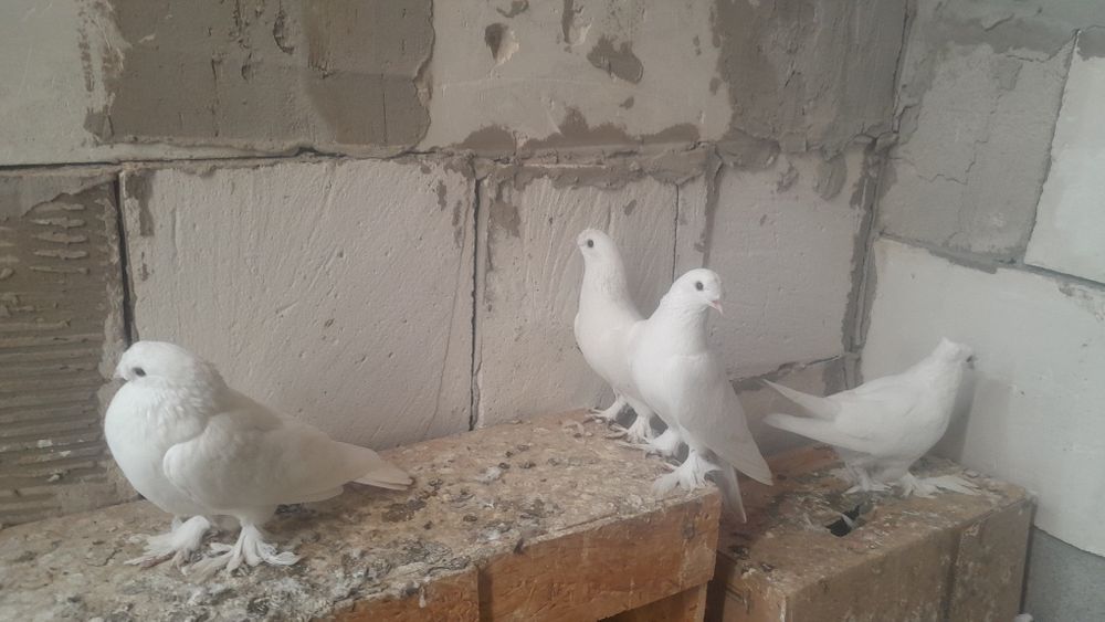 Голуби такла все голубки