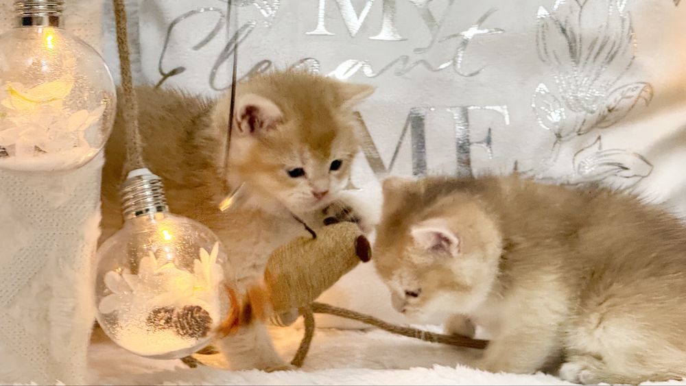 Девочка и мальчик  NY12