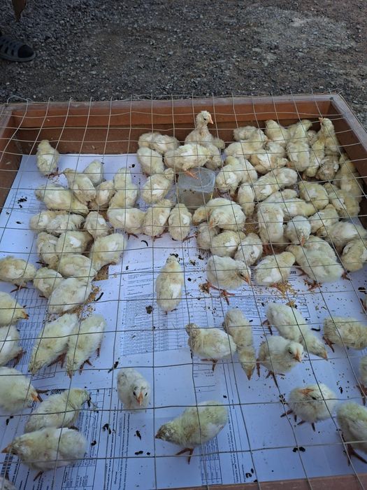 Продам цыплят петушков