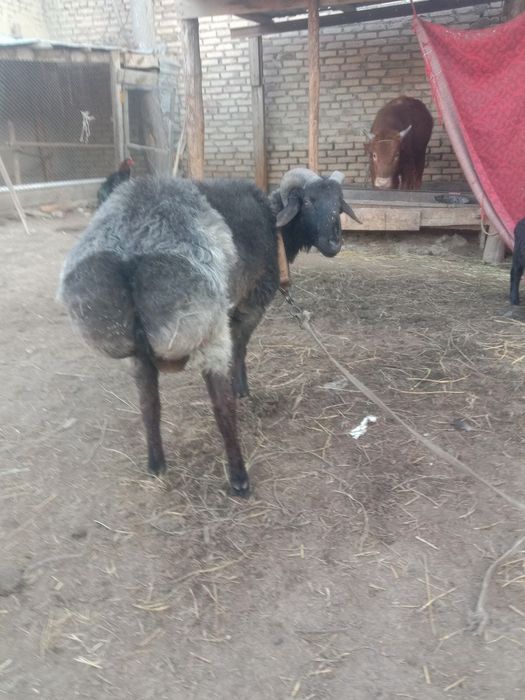 Кучкор сотилади соглом