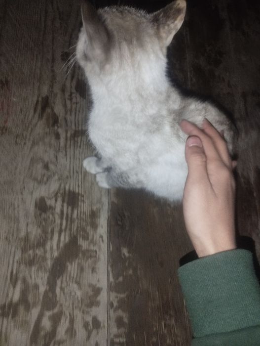 Уй мушиги сотилади