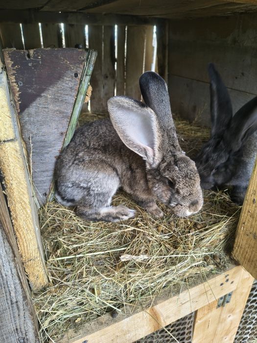 Vând iepuri californian și uriaș german gri