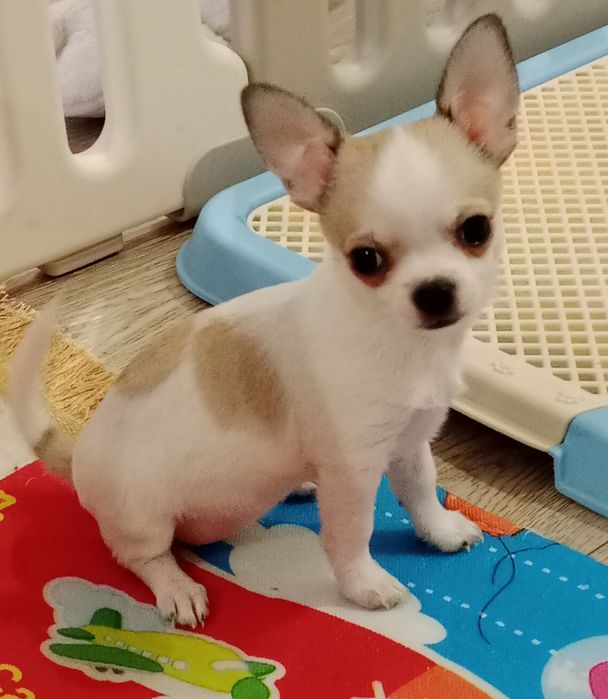 Щенок Чихуахуа -девочки.