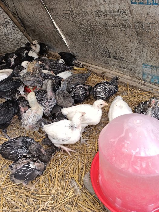 Pui de găină mai multe rase.