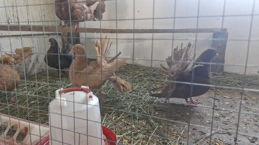 Продам Голуби павлины