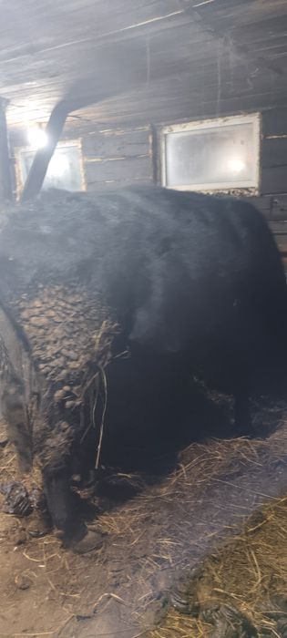 Продам бычка годовалого