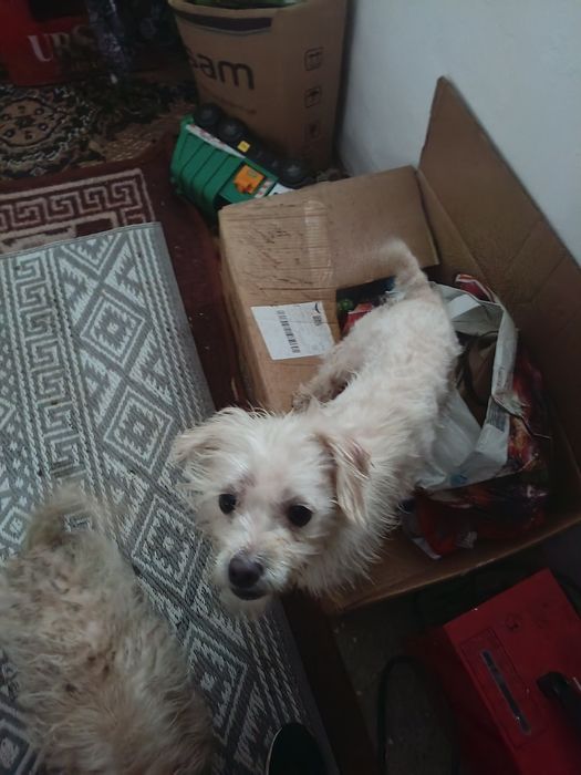 Dau doi bichon  în adopție