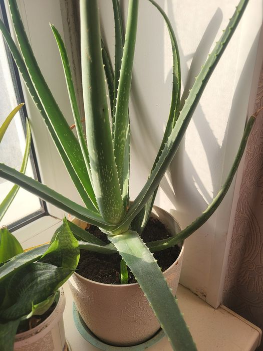 Алоэ для лечения