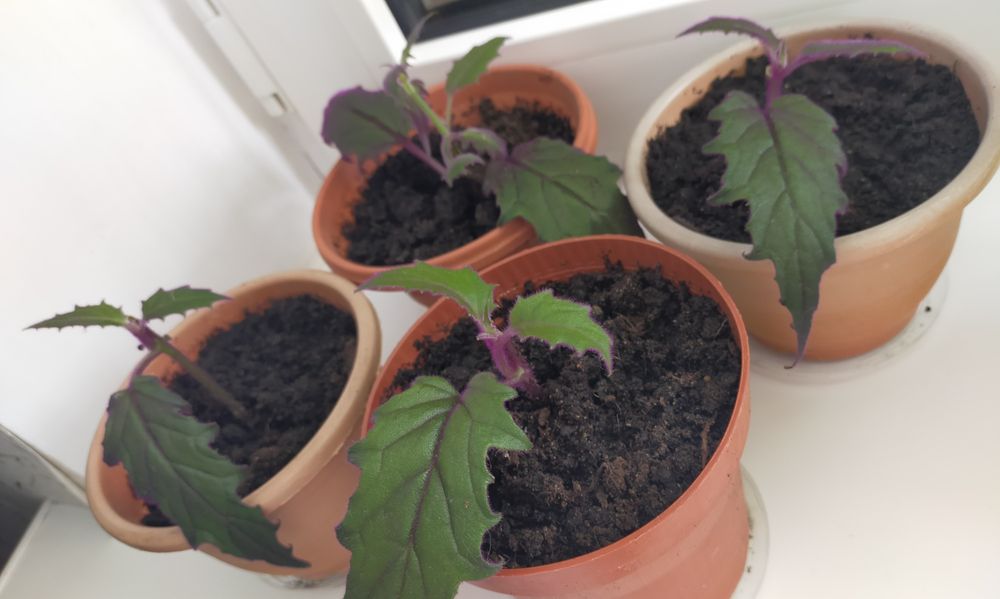 комнатные цветы.