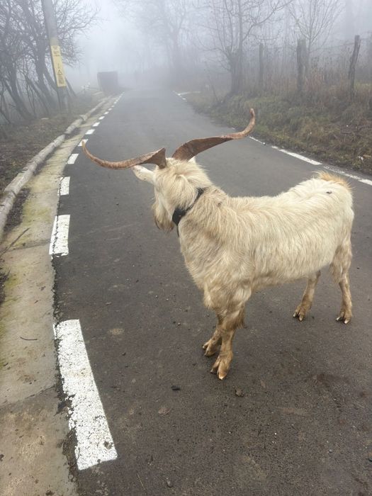 Țap saanen 2 ani